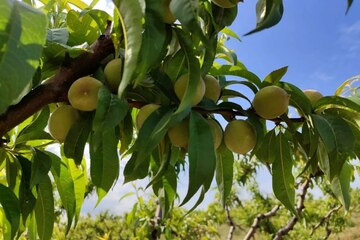 С/х использование, 6 га