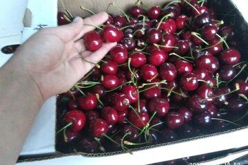 С/х использование, 3 га